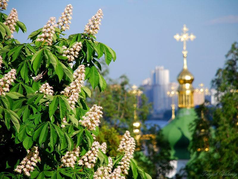 Київ назвали "найзеленішим" мегаполісом Європи